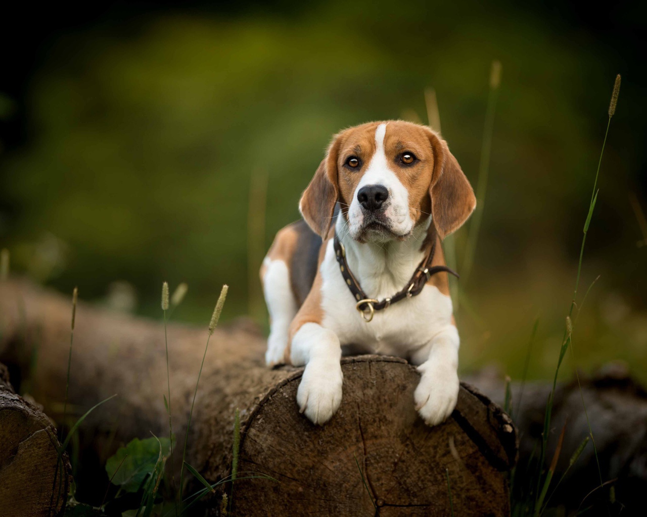 Собака породы бигль лежит на сухом бревне
