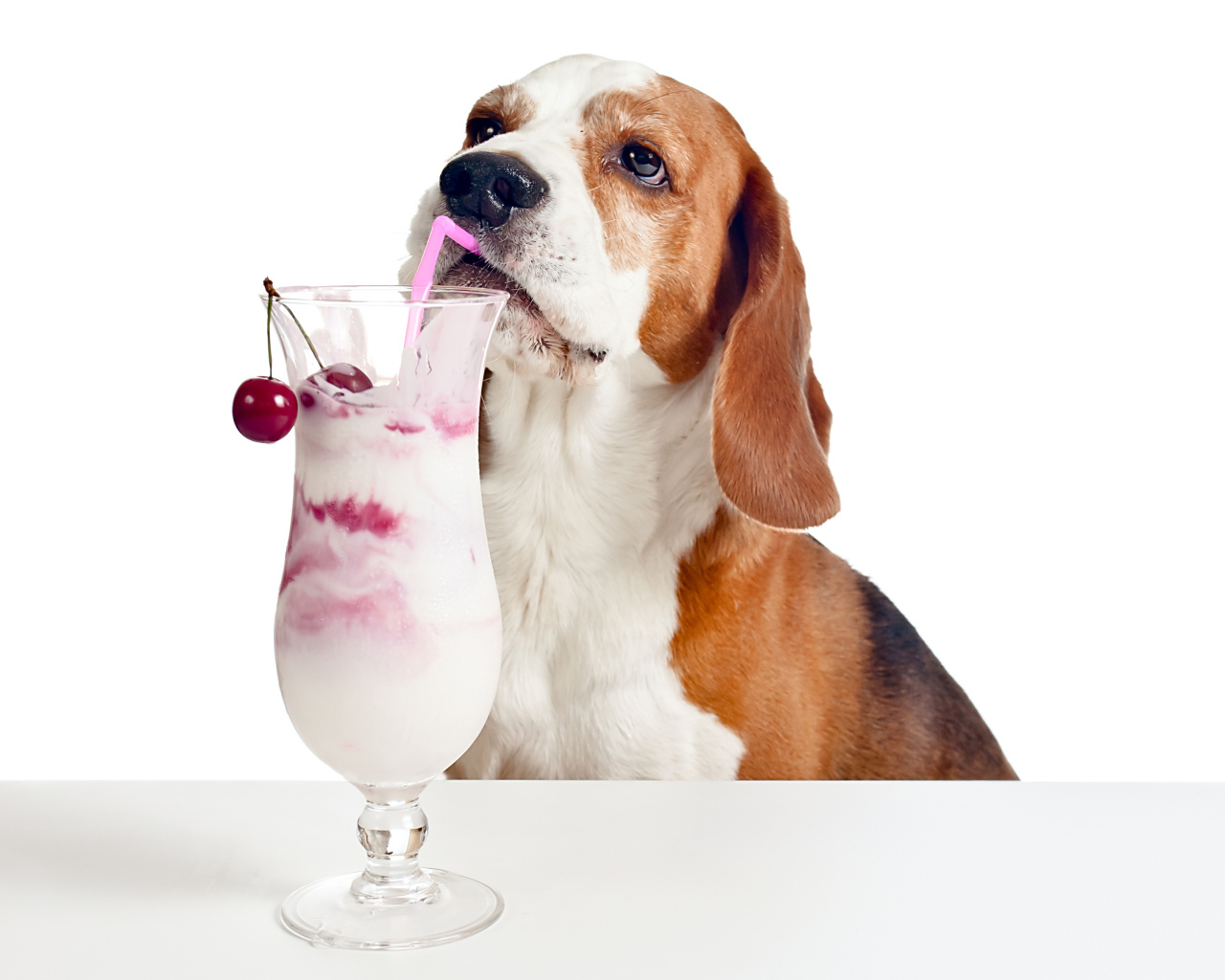 Собака породы бигль с вишневым коктейлем на белом фоне