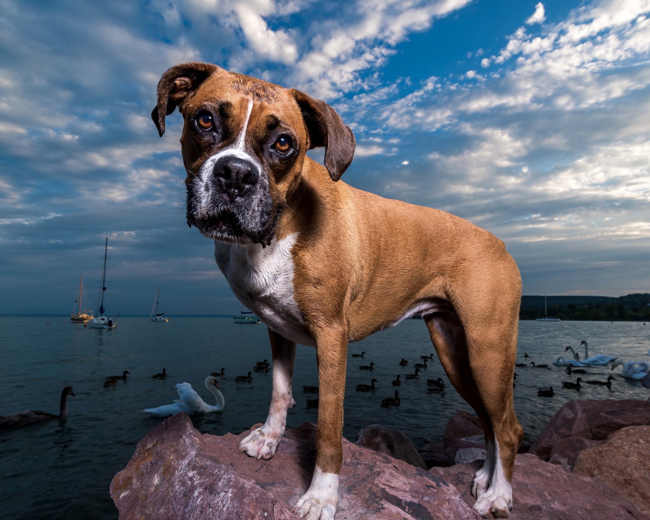 Собака породы боксер на фоне моря под красивым небом