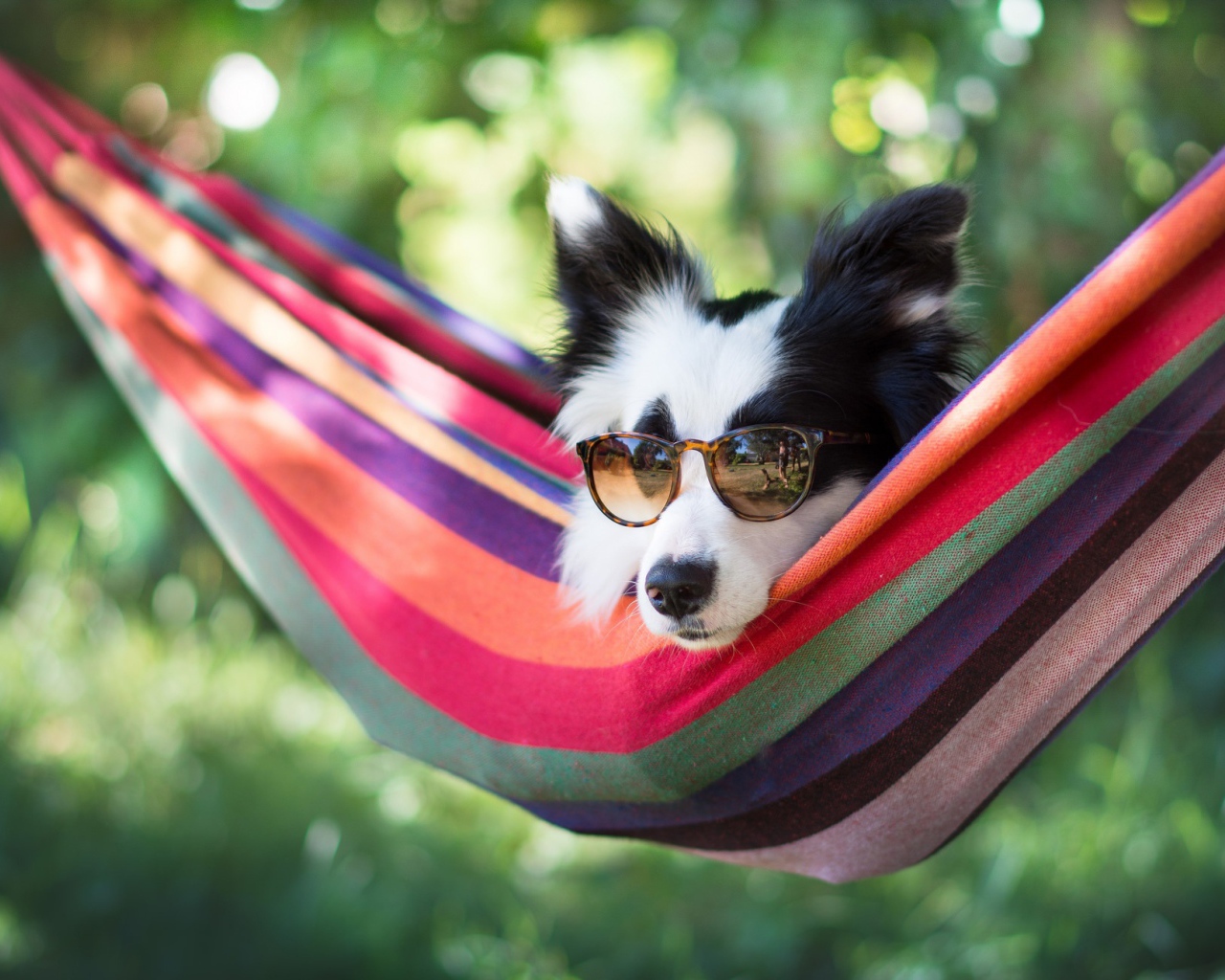 Собака породы Бордер-колли в очках лежит в гамаке
