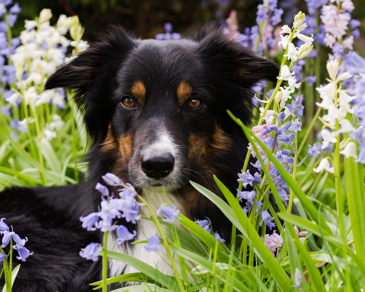 Собака породы бордер-колли лежит в цветах