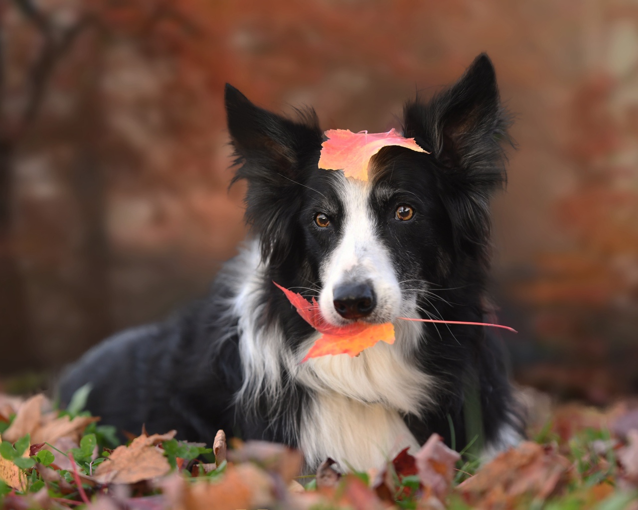 Собака породы бордер колли с желтым листом во рту