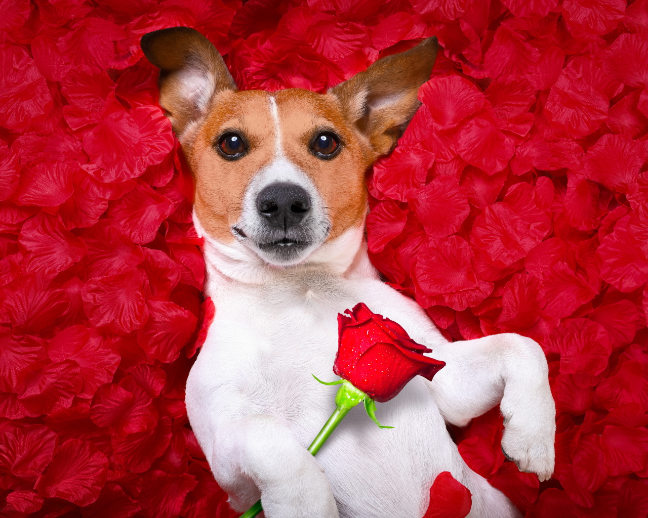 Собака породы Джек-рассел-терьер с розой лежит на красных лепестках