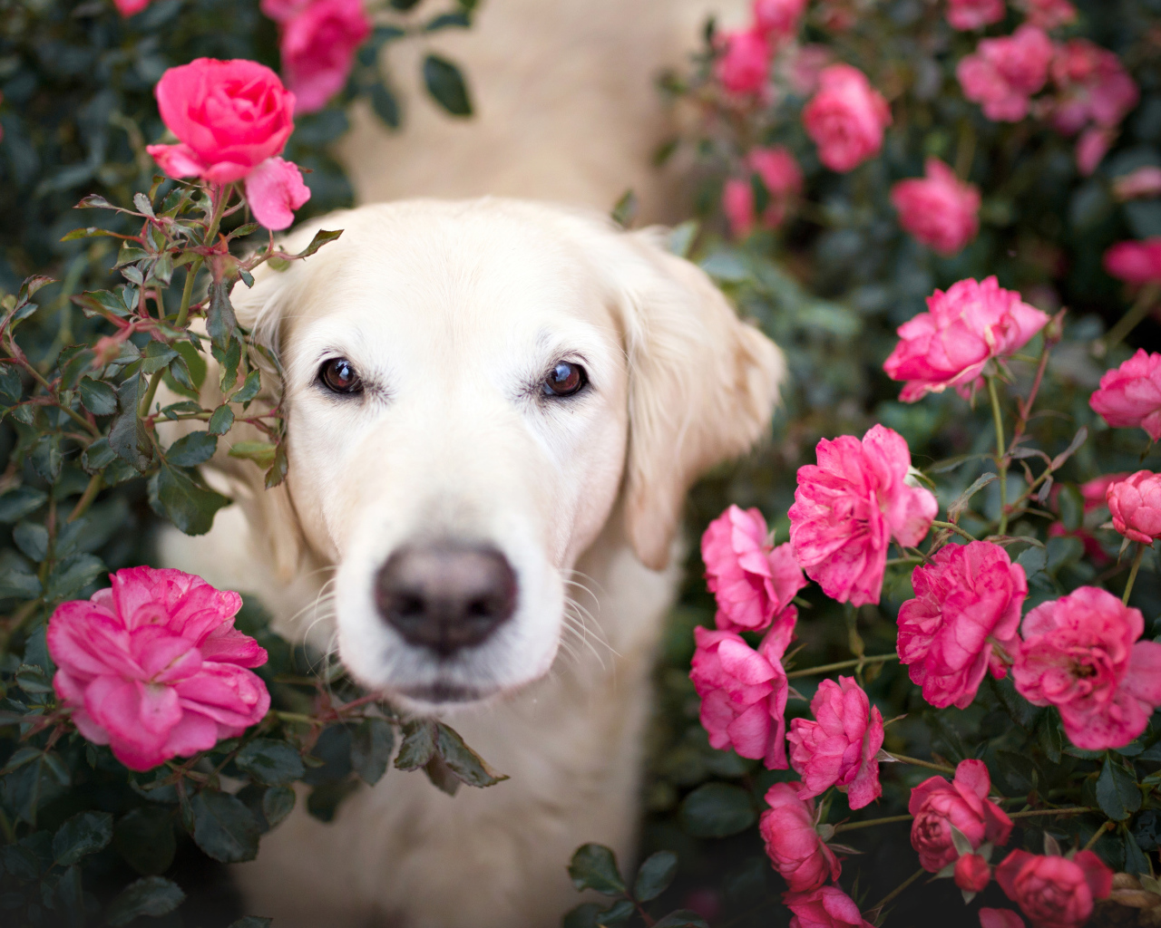 Собака породы золотистый ретривер  в розах 