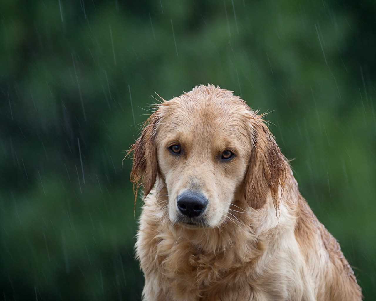 Собака породы золотистый ретривер под дождем 