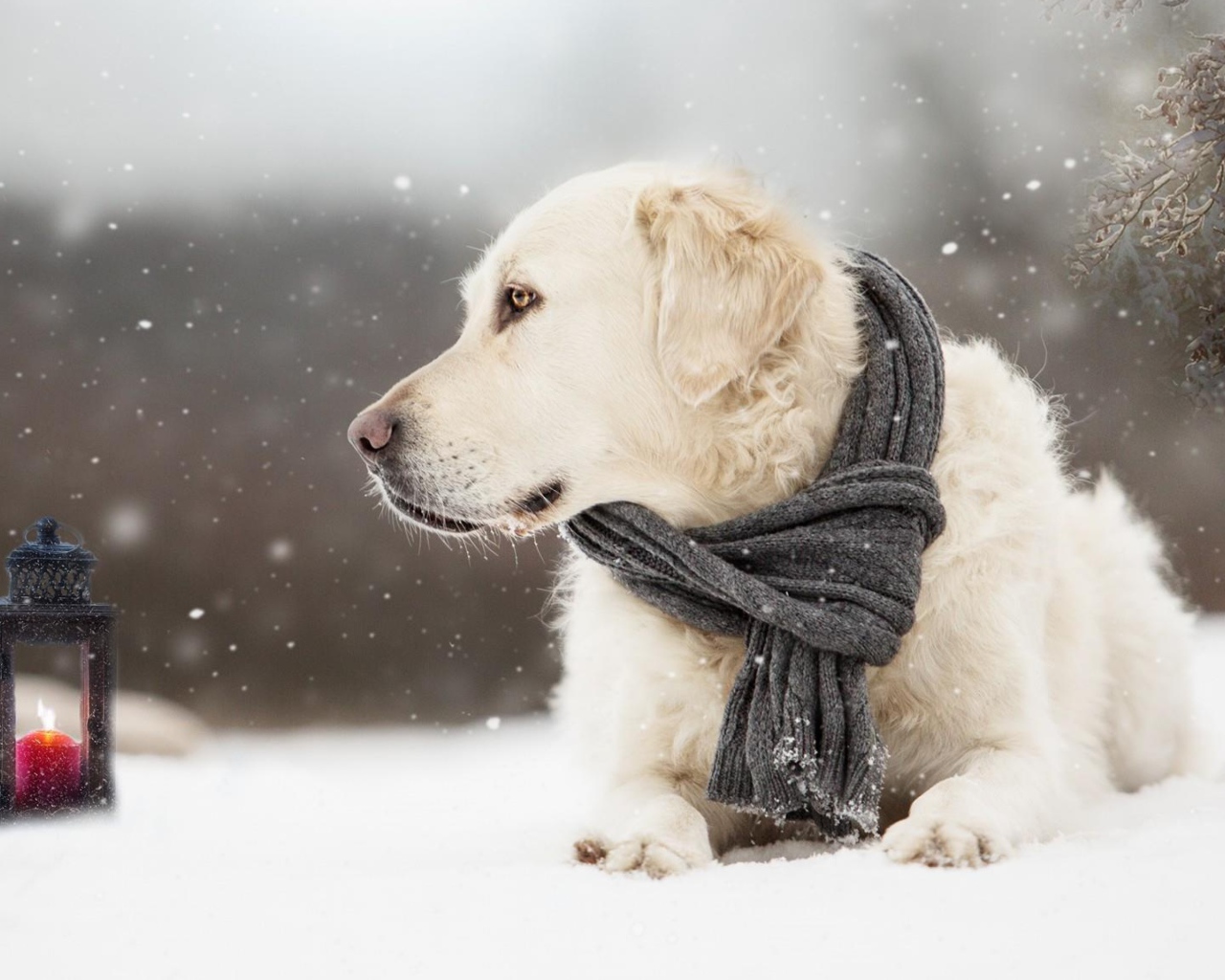 Собака породы золотистый ретривер с шарфом на шее лежит на снегу