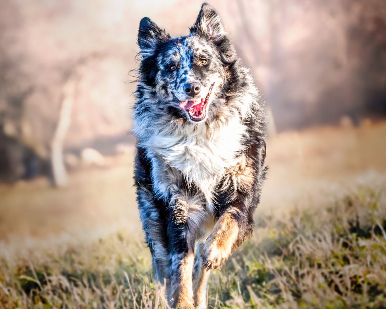 Собака породы Бордер-Колли бежит с высунутым языком по траве