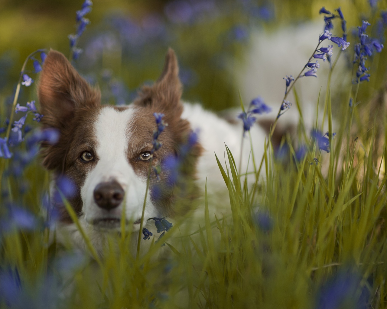 Собака породы бордер-колли лежит в синих полевых цветах