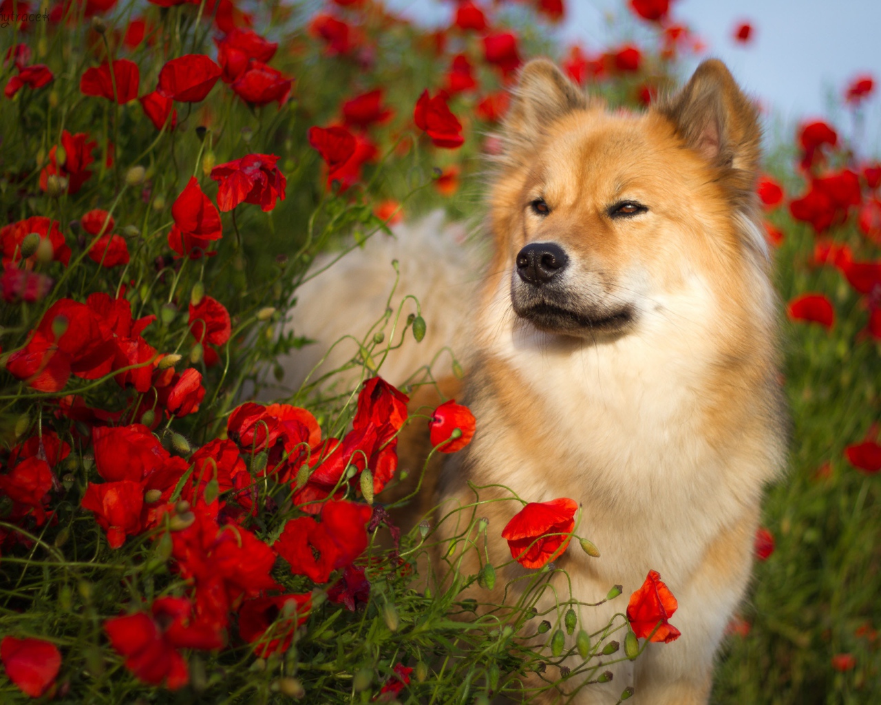 Собака породы Евразиер стоит в красных маках летом
