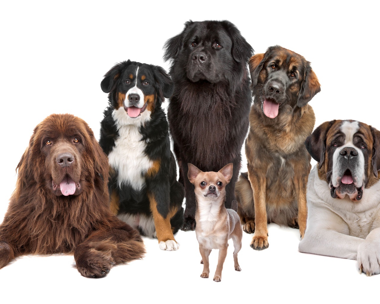 Собаки позируют для портрета на белом фоне