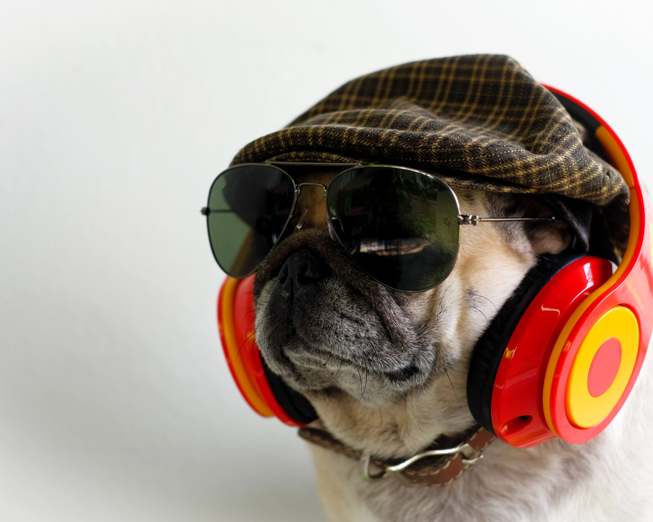 Английский бульдог в наушниках, очках и кепке 