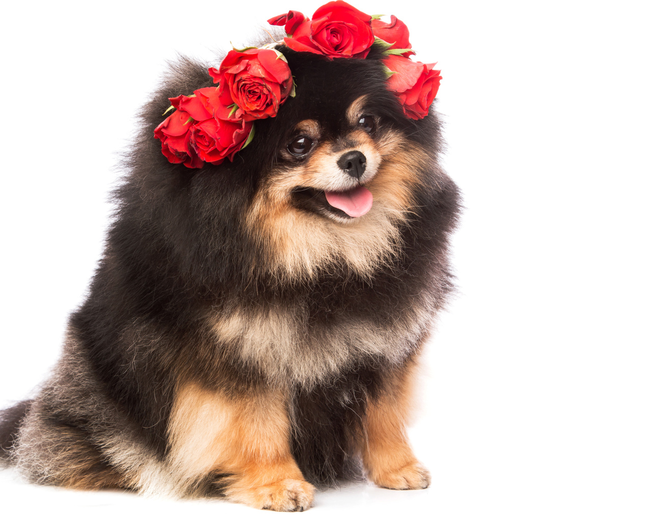 Пушистый шпиц с высунутым языком с розами на голове
