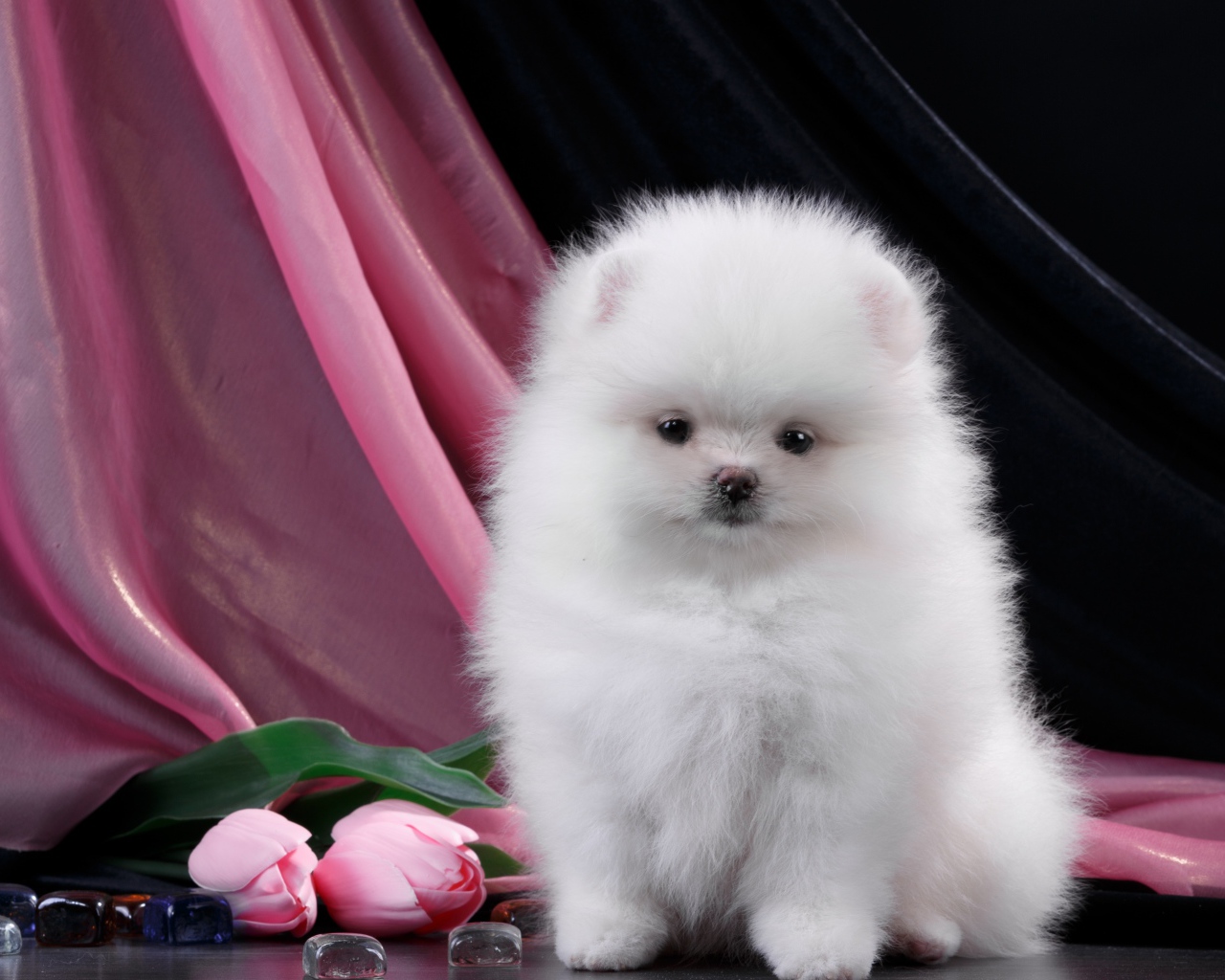 Пушистый белый шпиц с розовыми тюльпанами