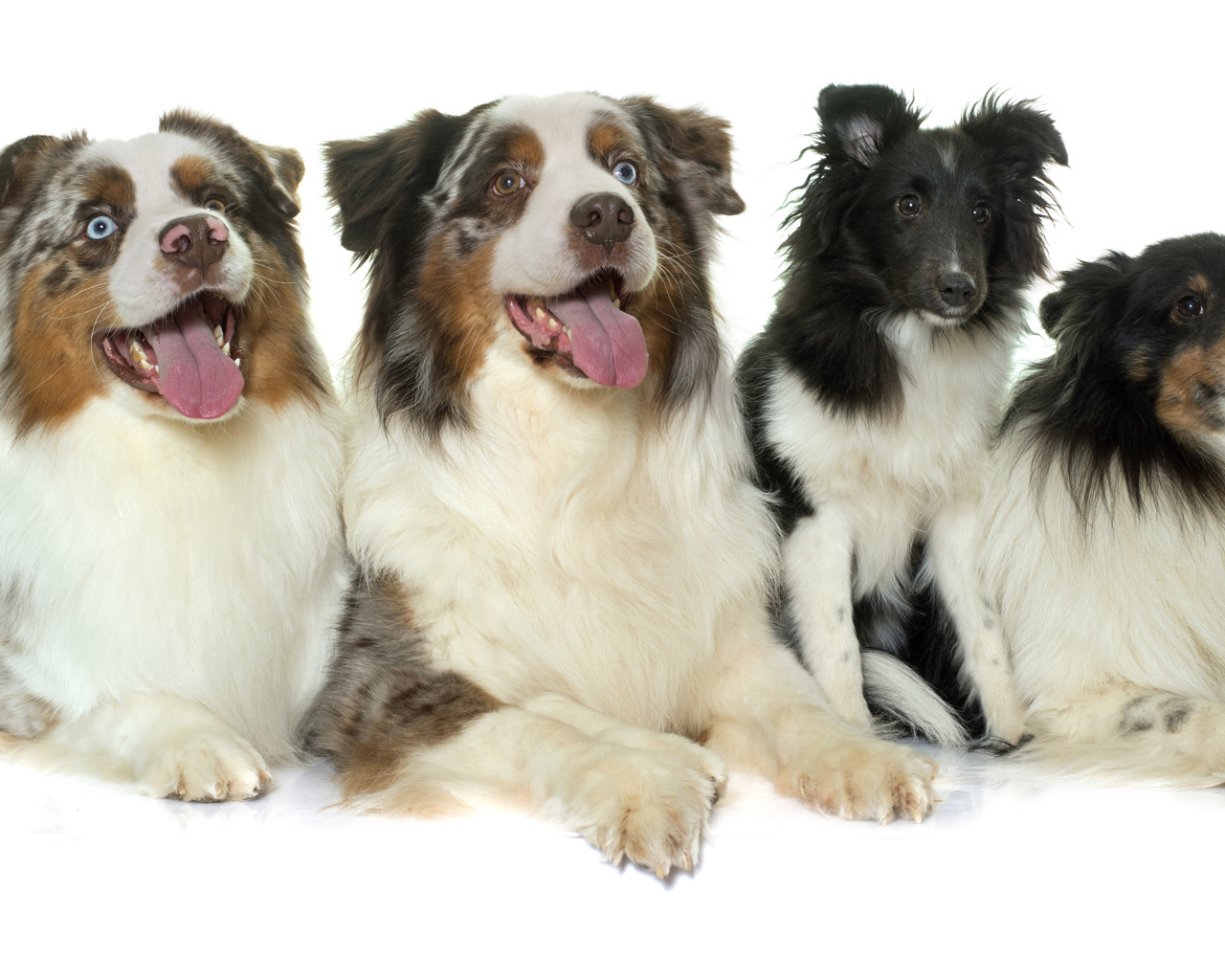 Четыре собаки породы Австралийская овчарка на белом фоне