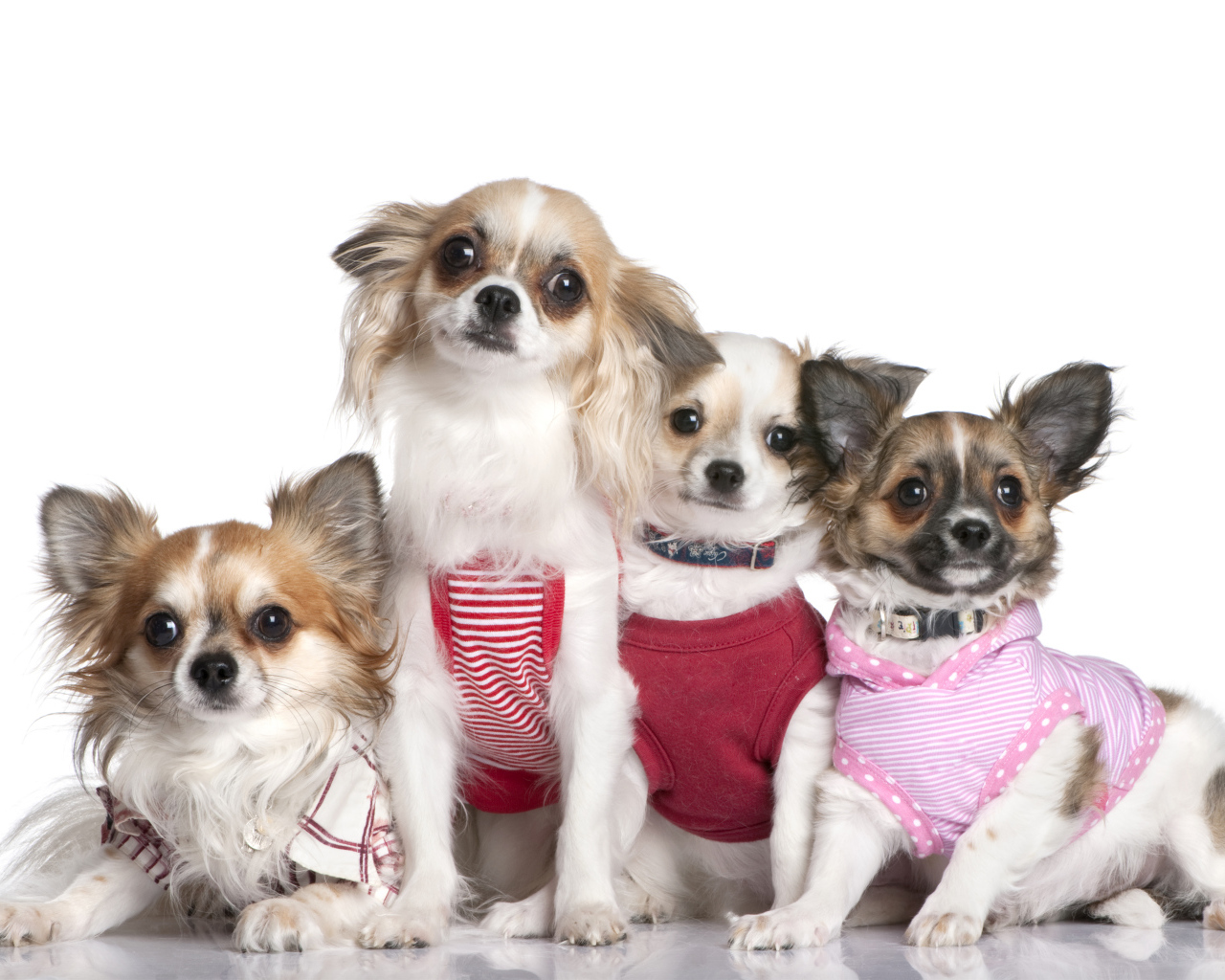 Четыре собаки породы чихуахуа в костюмах на белом фоне