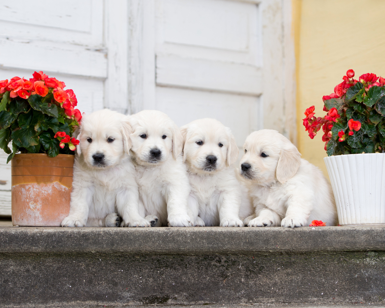 Четыре щенка золотистого ретривера на пороге с цветами бегонии