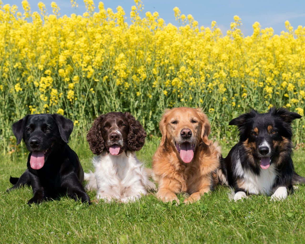 Четыре породистых собаки лежат на зеленой траве у желтых цветов