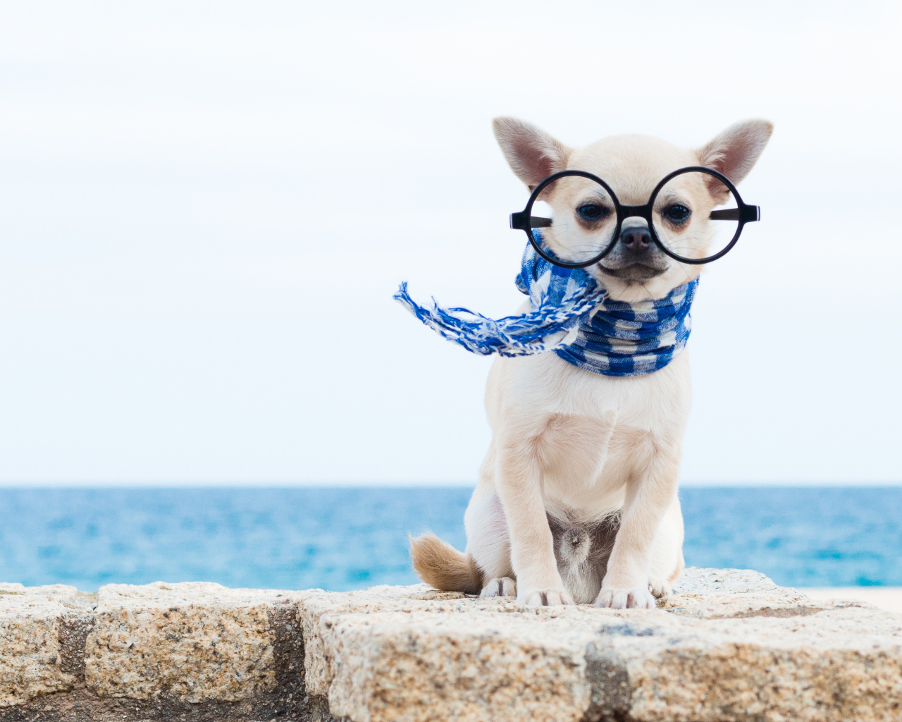 Смешной чихуахуа в больших очках и синем шарфе