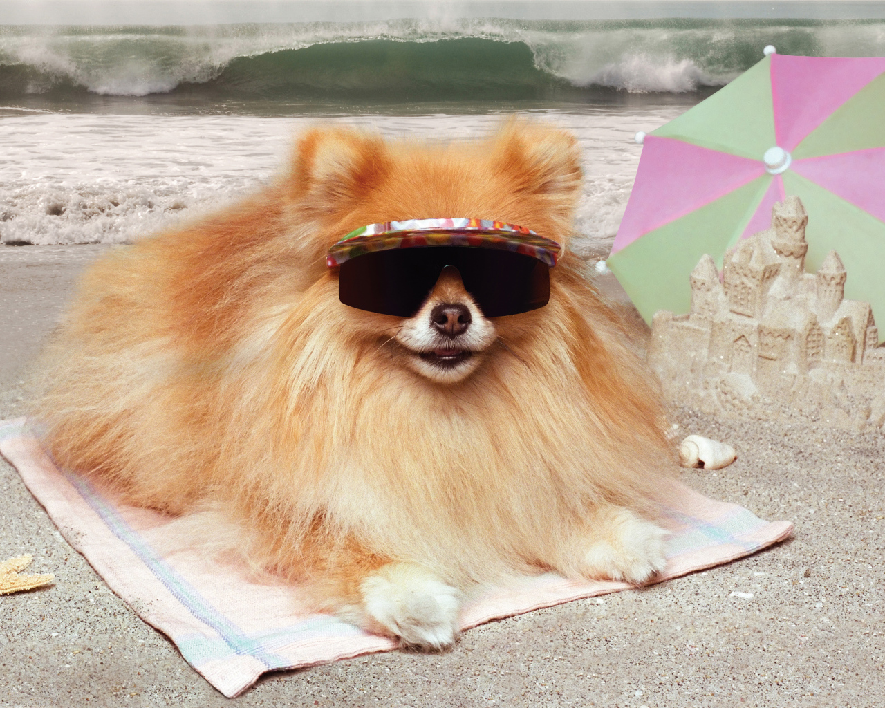 Смешной шпиц в очках загорает на пляже