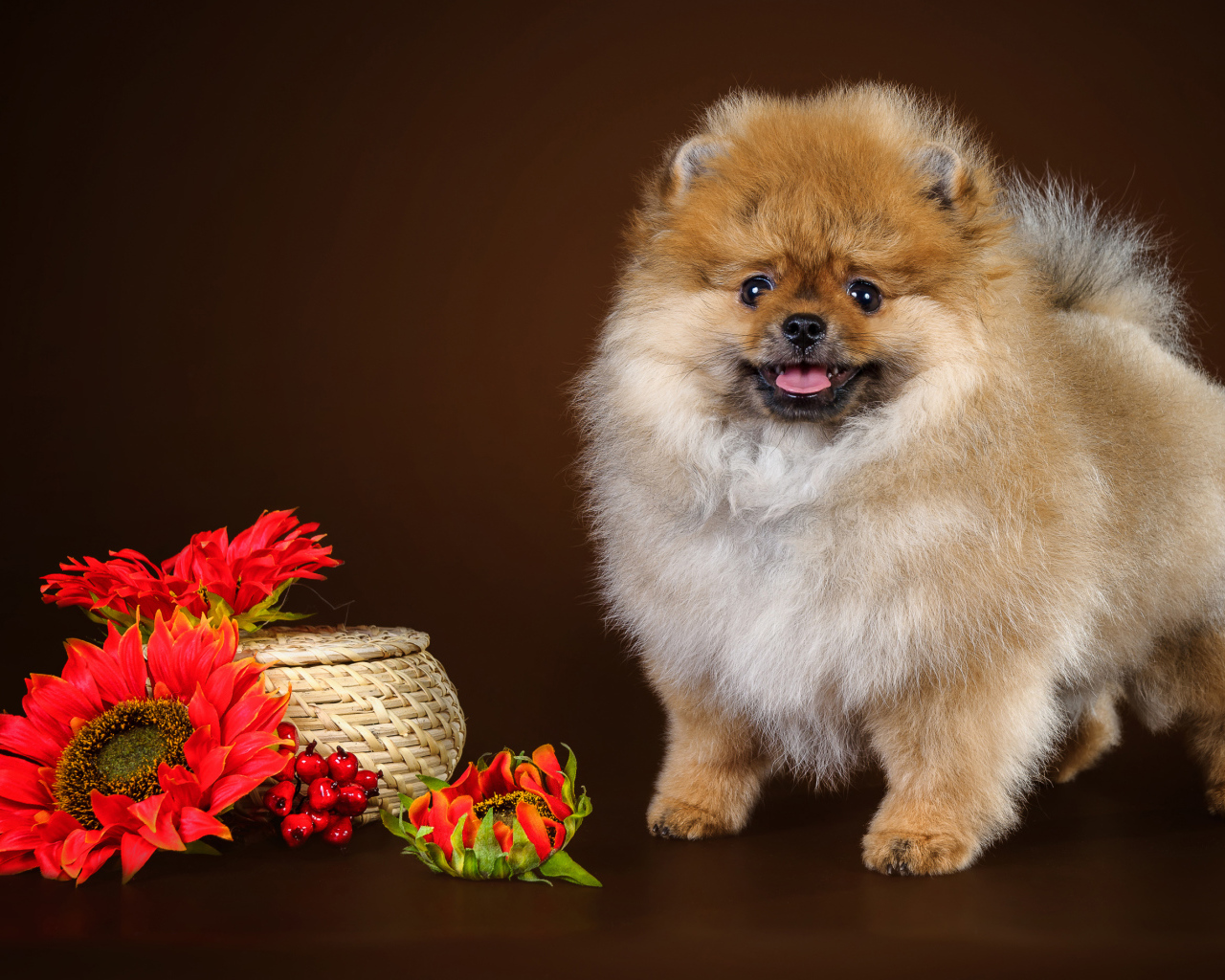Забавный пушистый шпиц с красными цветами