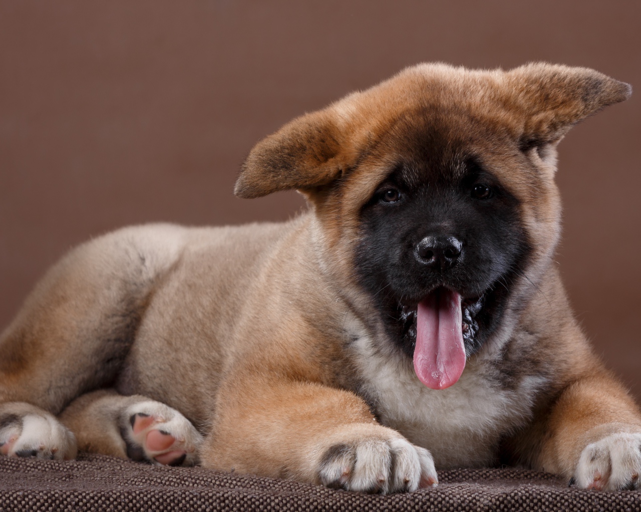 Забавный маленький щенок акита - ину  с высунутым языком