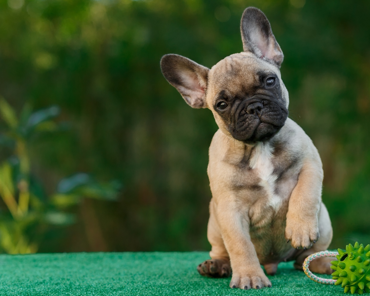 Забавный щенок французского бульдога с игрушкой