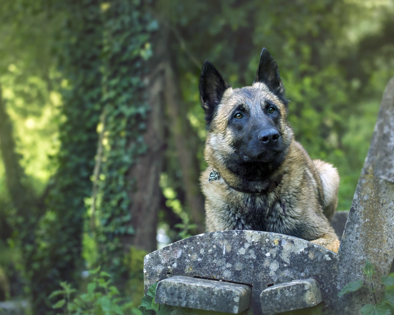 Собака породы немецкая овчарка на лавке 