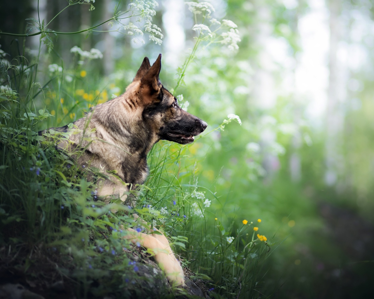 Немецкая овчарка сидит в засаде в зеленой траве