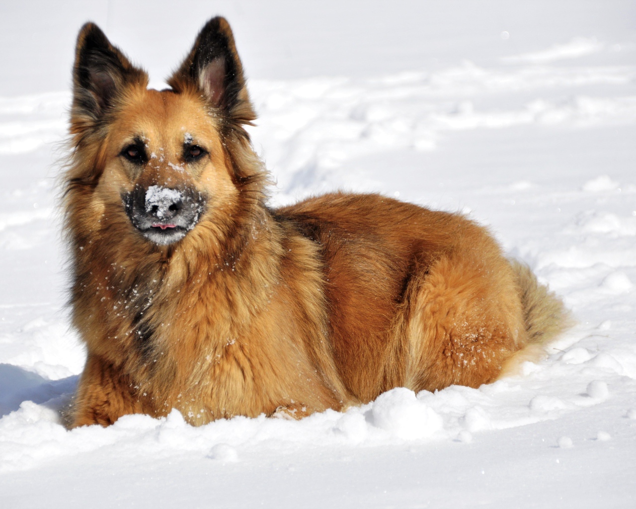 Немецкая Овчарка лежит на снегу зимой