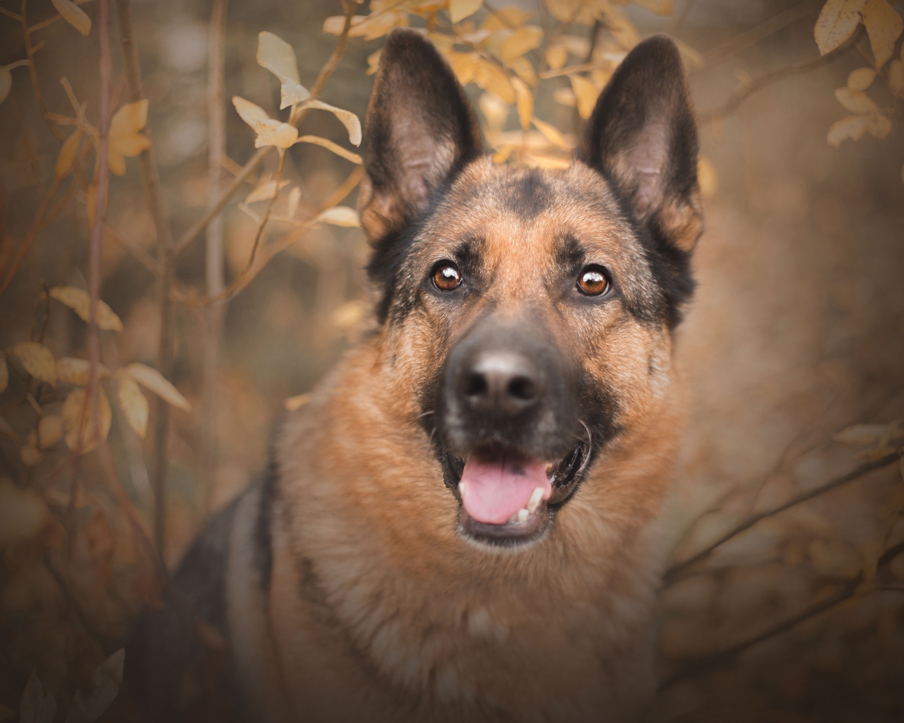 Немецкая овчарка с открытым ртом  смотрит на хозяина