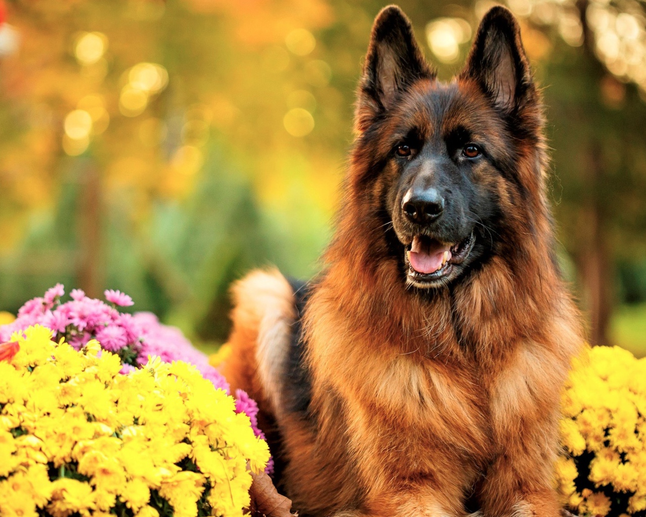 Немецкая овчарка с высунутым языком с кустами хризантем