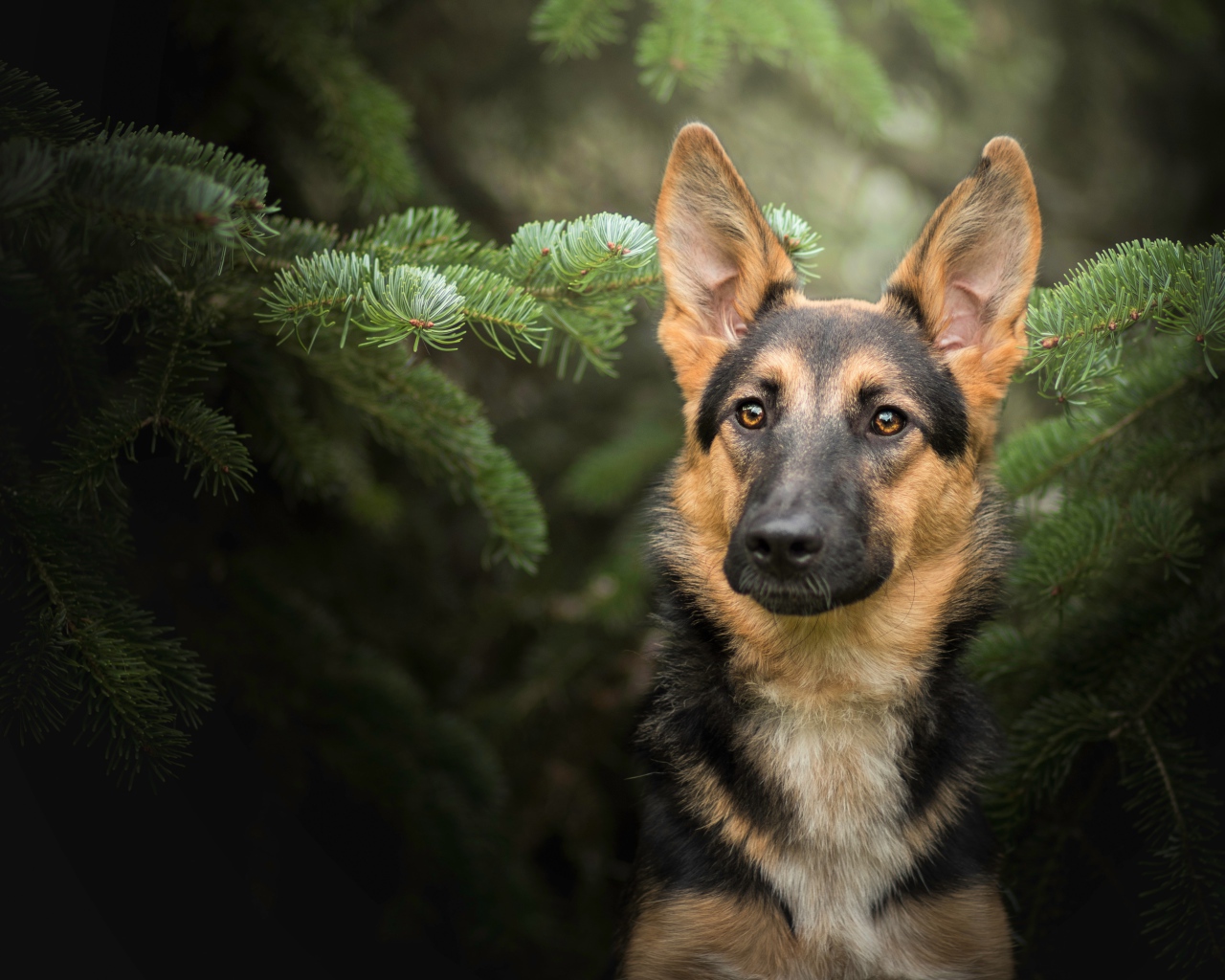Немецкая овчарка сидит в зеленых ветках ели