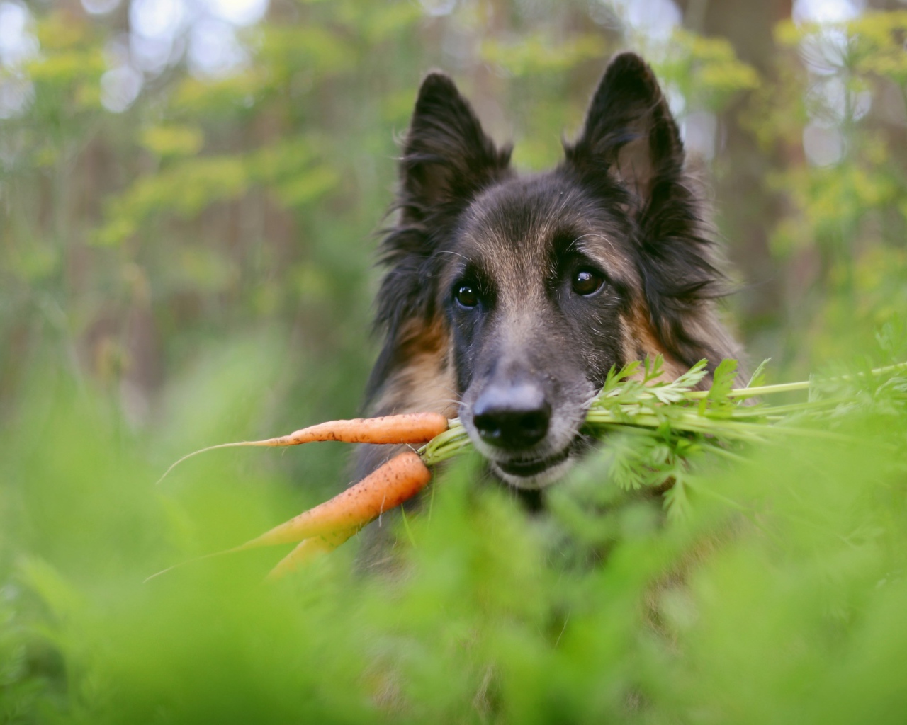 Немецкая овчарка с морковью в зубах 