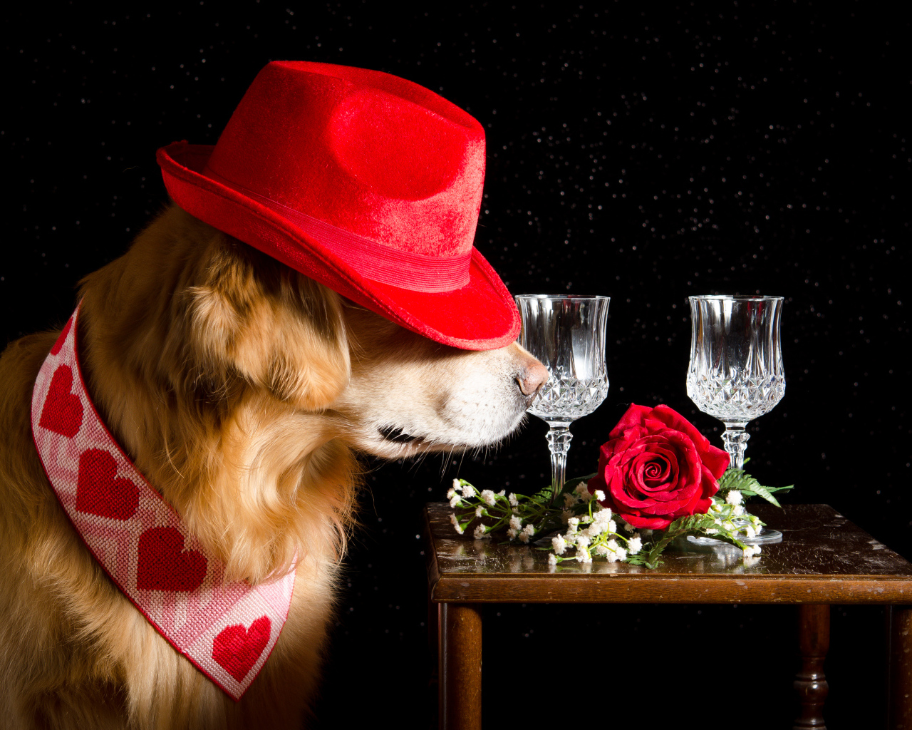 Золотистый ретривер в красной шляпе у стола