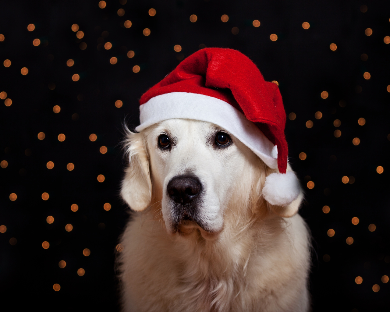 Золотистый ретривер в шапке Деда Мороза на Новый год