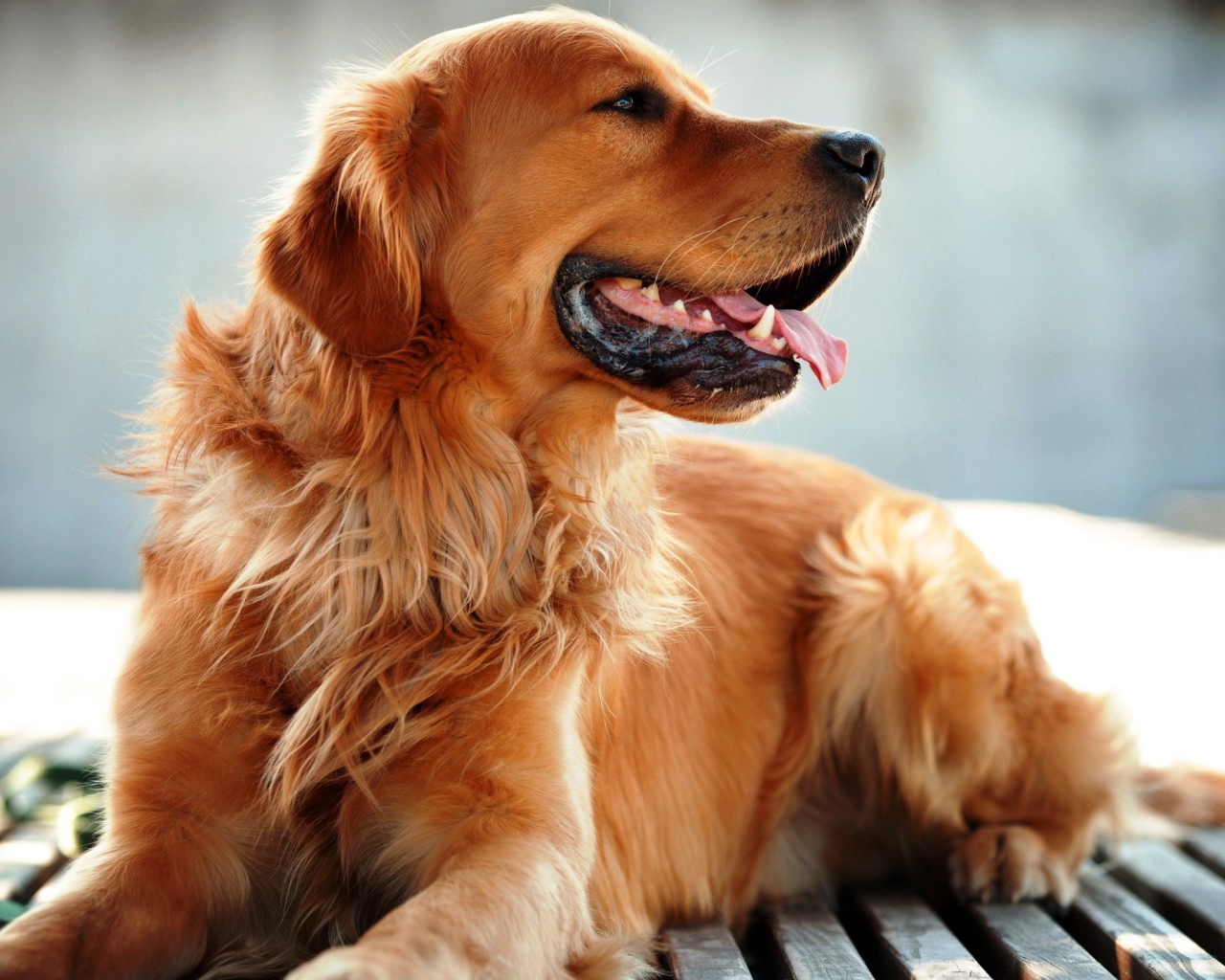 Добрый золотистый ретривер с высунутым языком 