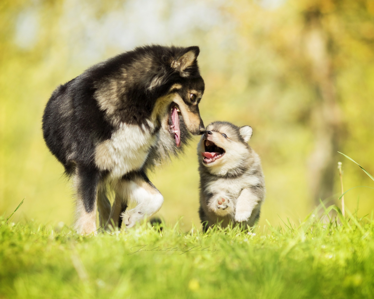 Серая большая собака с веселым маленьким щенком 