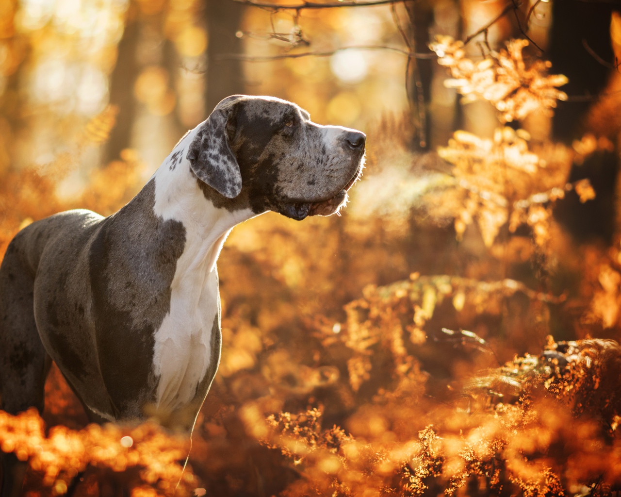 Большой Немецкий дог гуляет в осеннем лесу