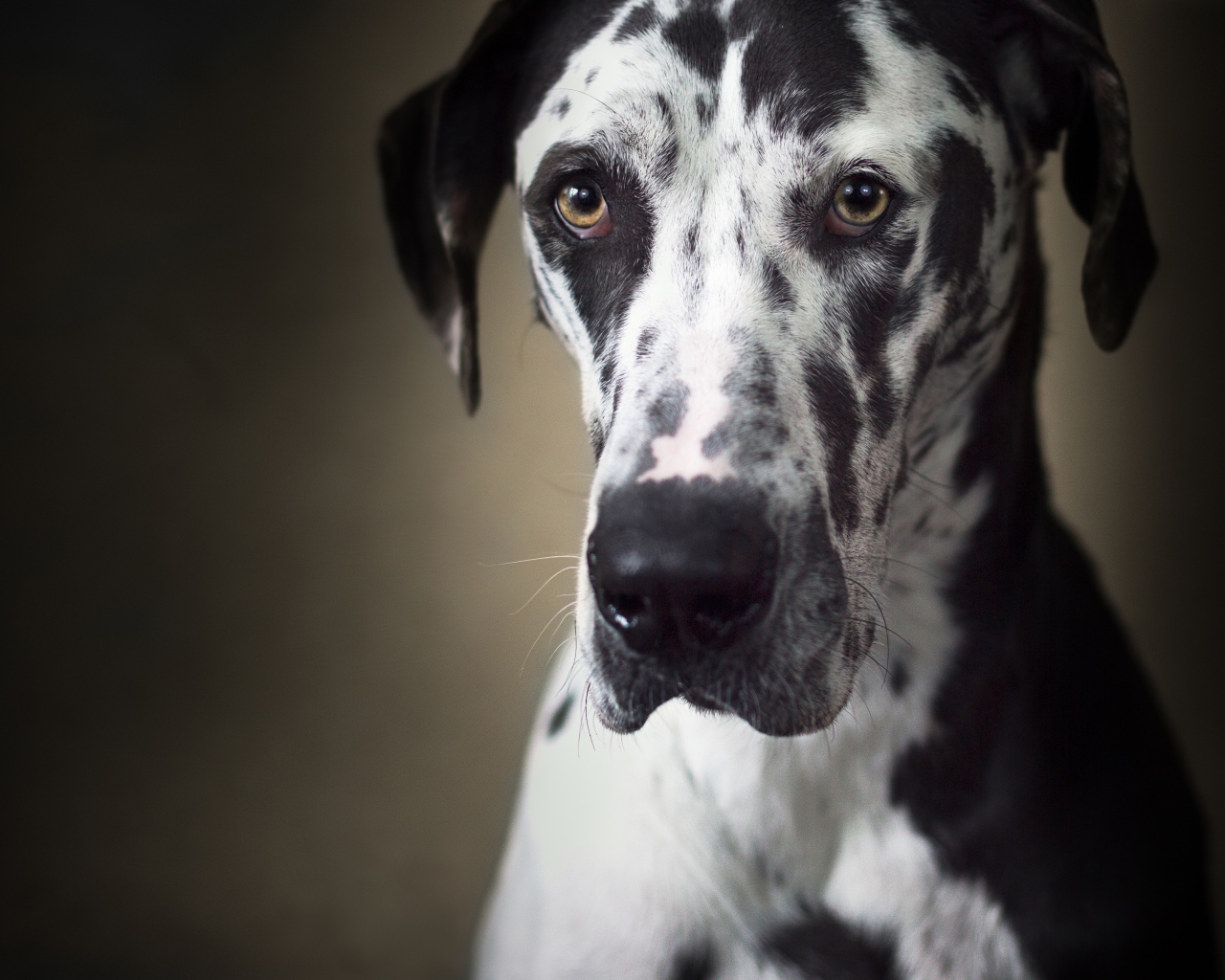 Большой немецкий дог с грустной мордой