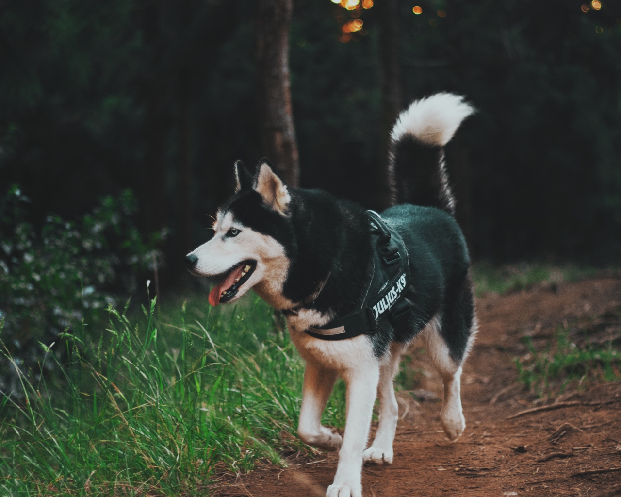 Собака породы хаски на прогулке