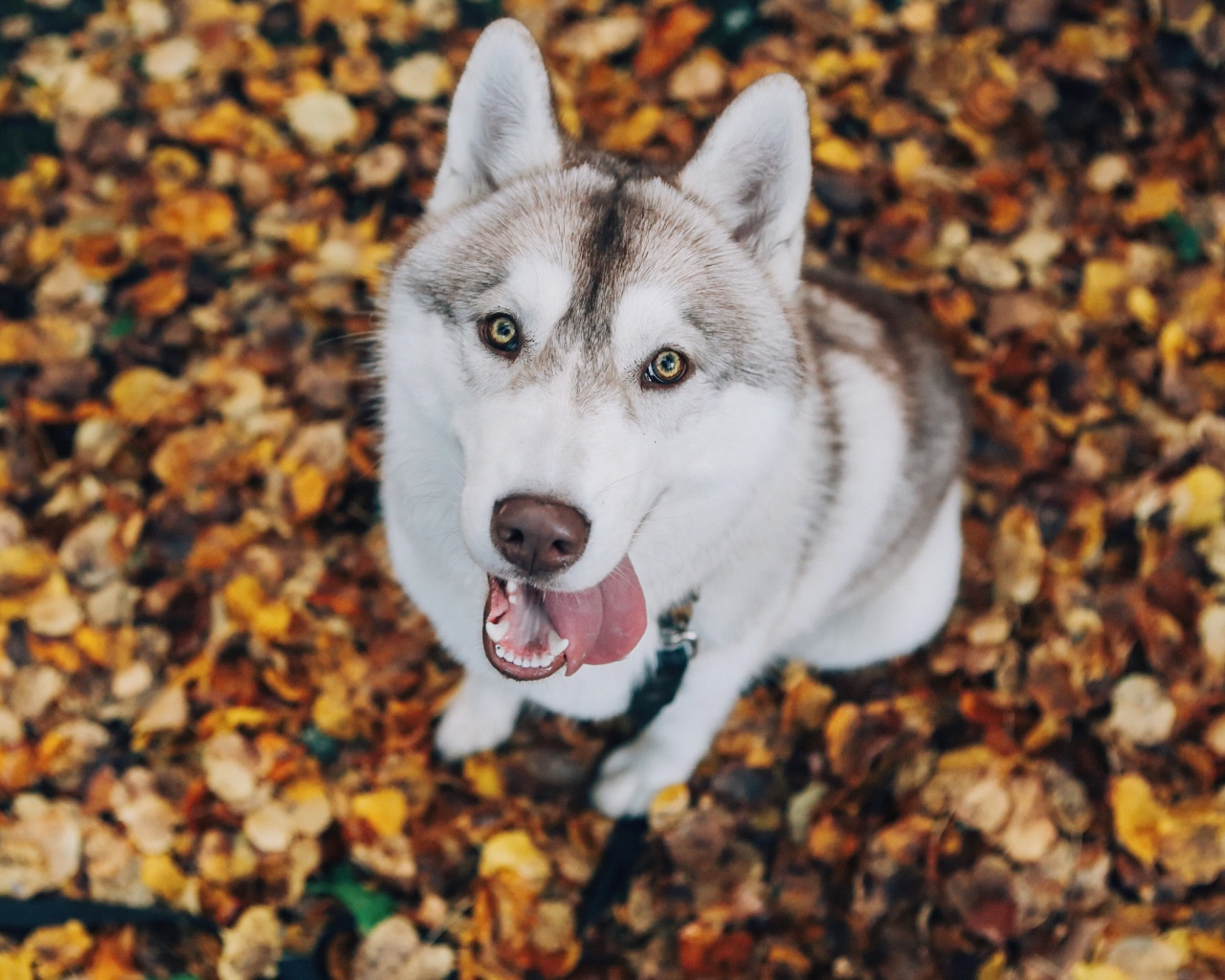 Хаски с высунутым языком смотрит на хозяина