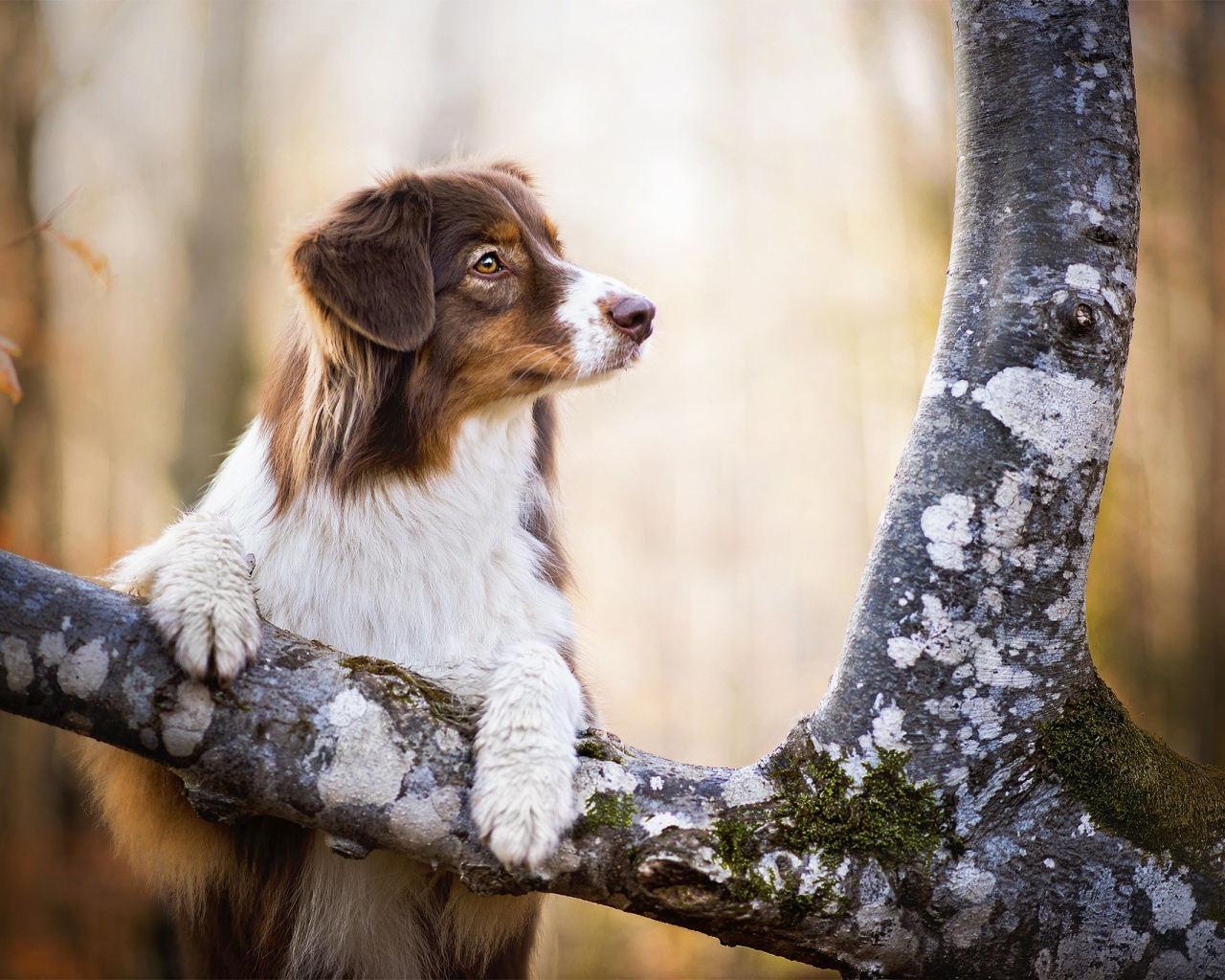 Заинтересованный взгляд собаки породы австралийская овчарка