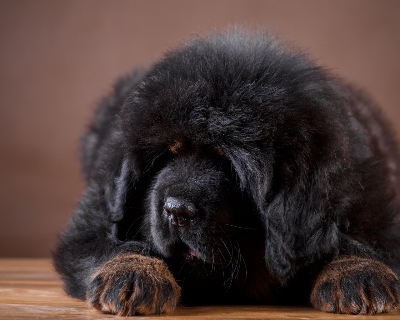 Большой пушистый черный щенок тибетского мастифа