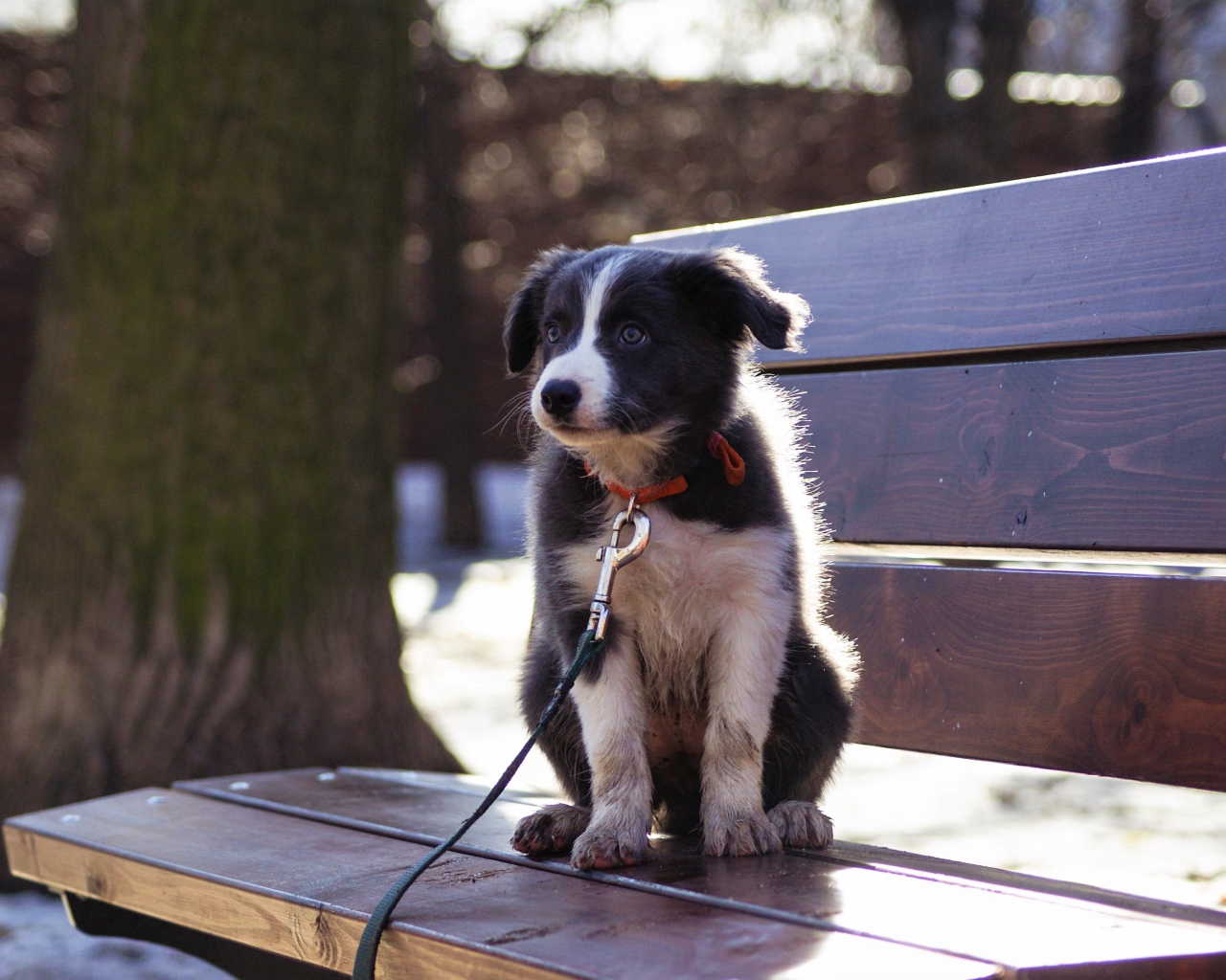 Маленький щенок бордер - колли сидит на лавочке
