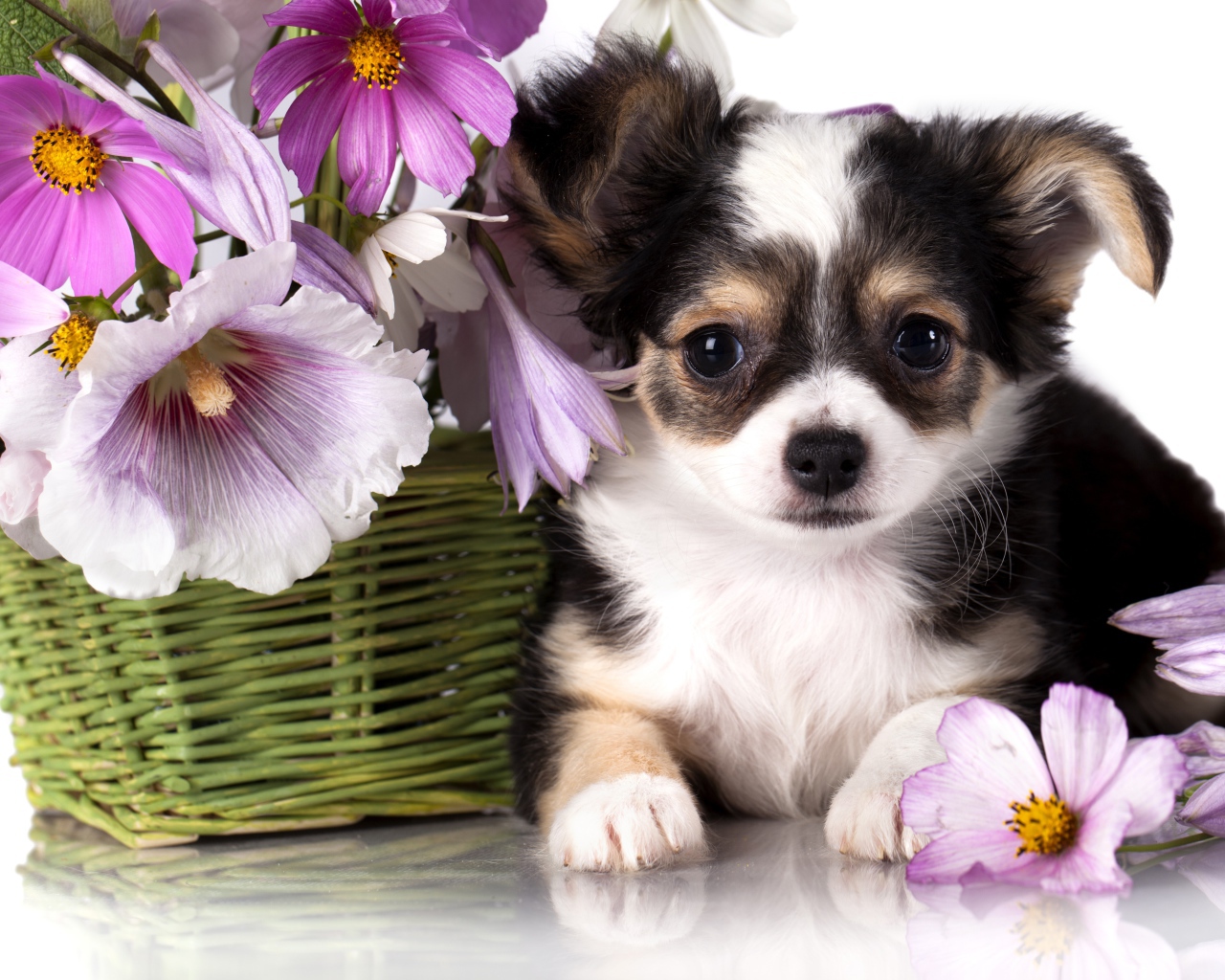 Маленький щенок чихуахуа с корзиной цветов космеи
