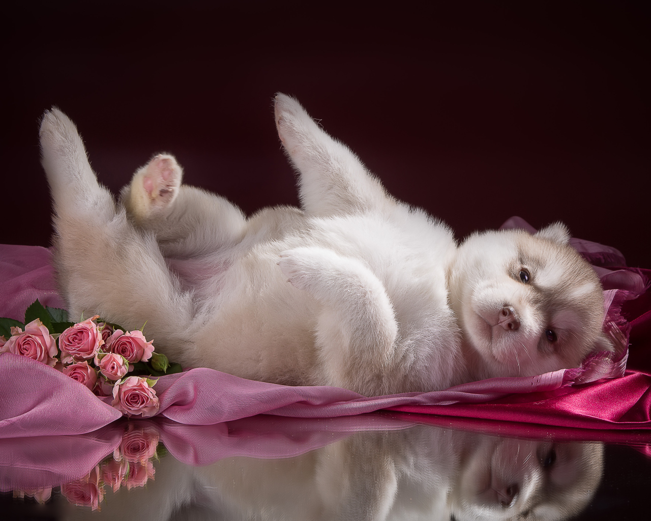 Маленький милый щенок хаски на розовом покрывале 