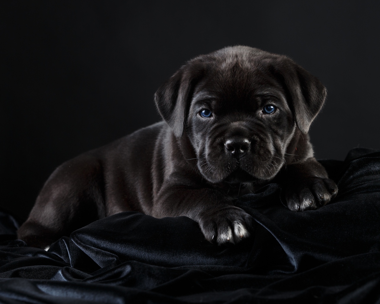Маленький черный голубоглазый щенок породы Кане корсо на черном фоне