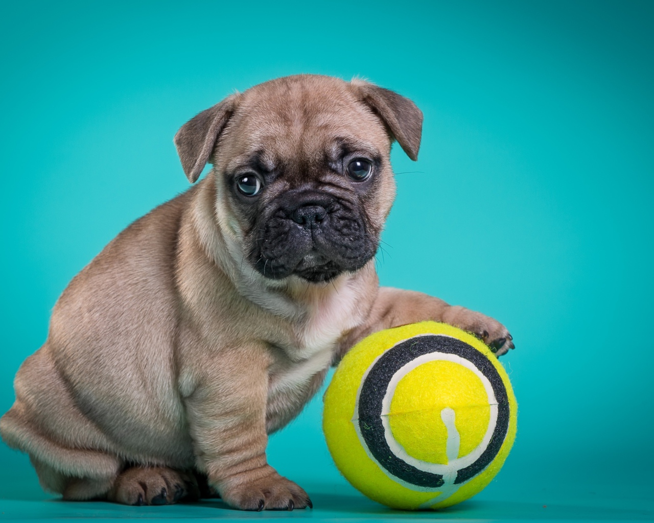 Маленький щенок бульдога с мячиком на голубом фоне