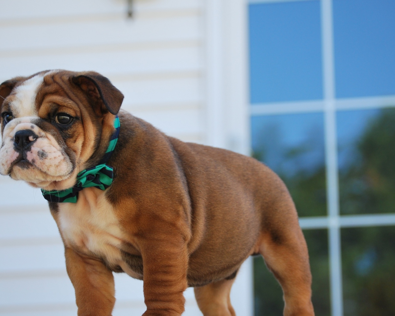 Маленький щенок английского бульдога на пороге 