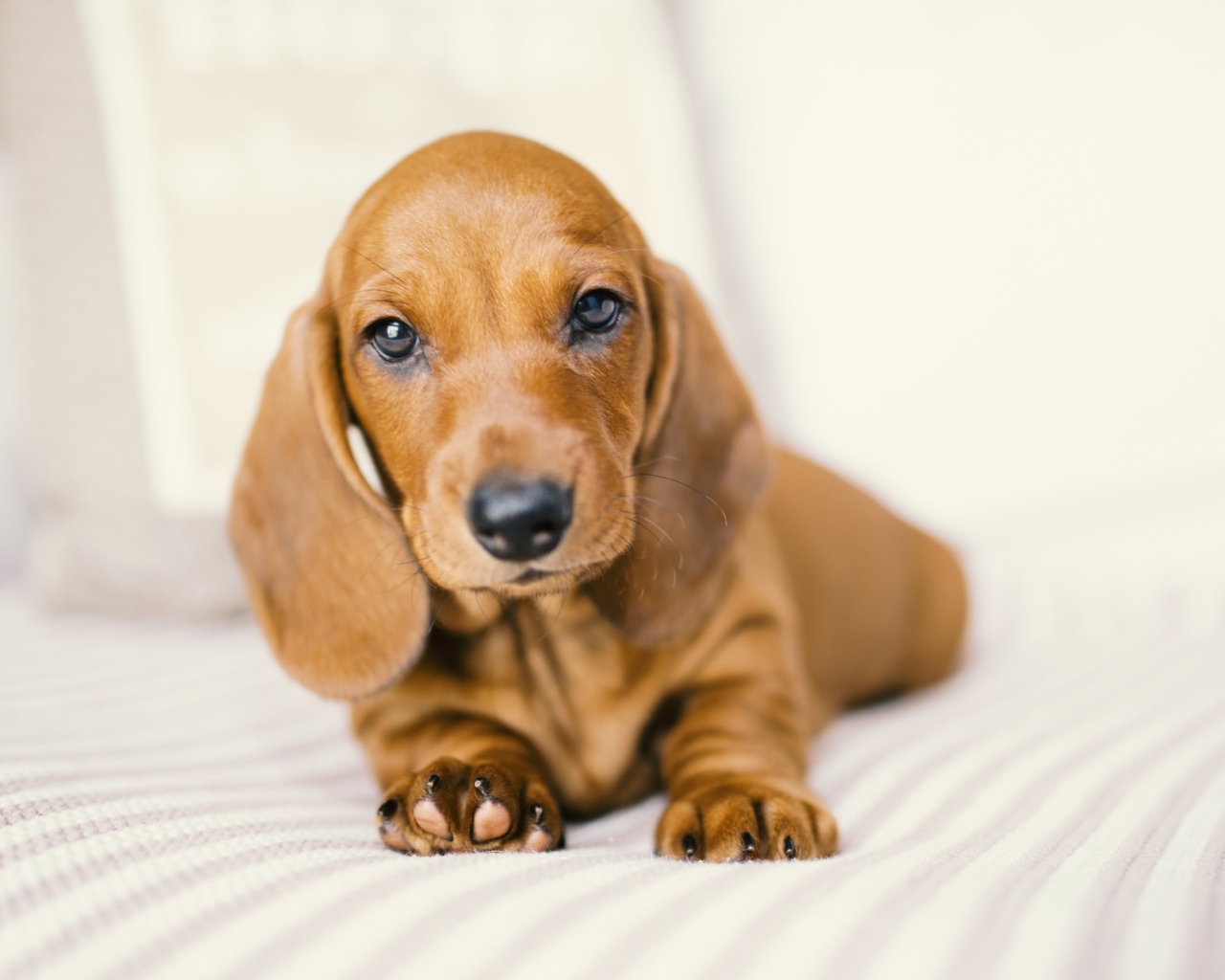 Маленький забавный щенок таксы на белом фоне 